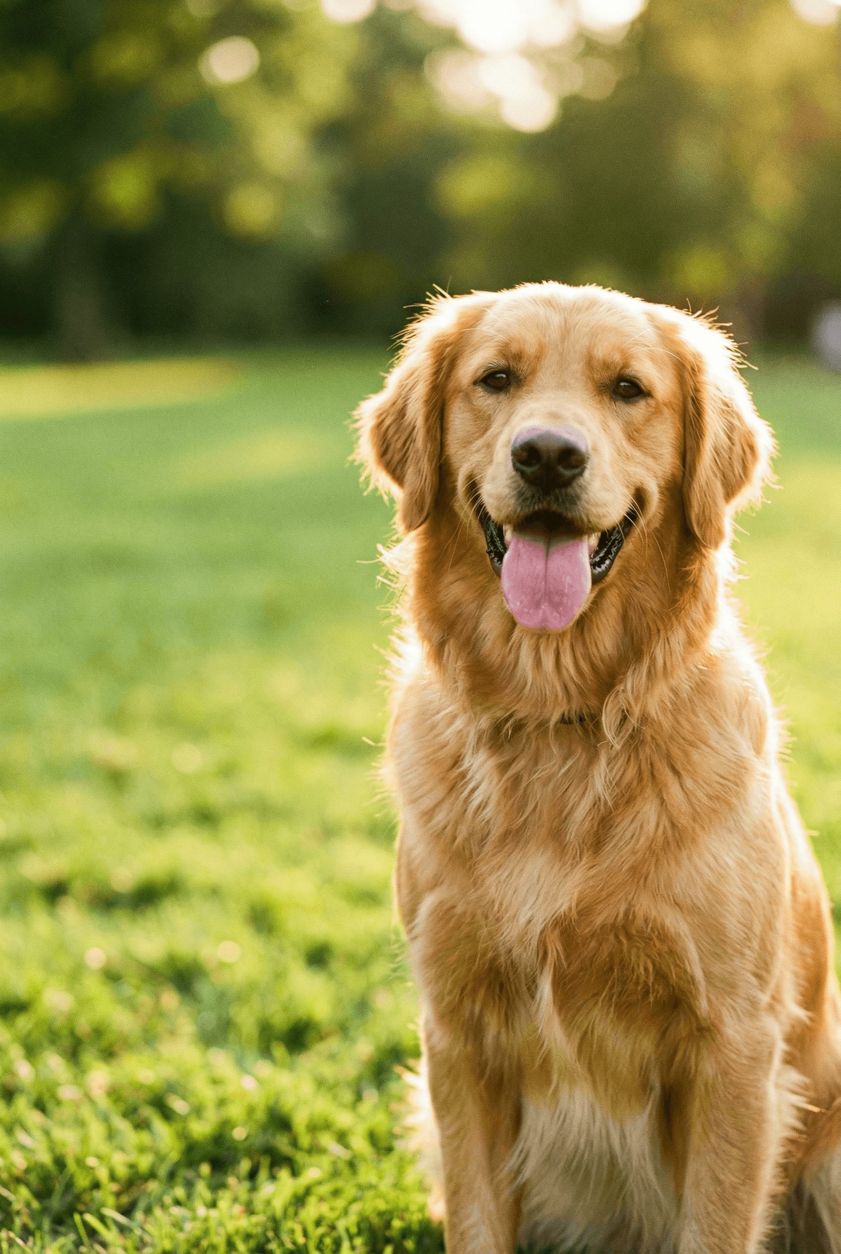 Happy senior dog in golden sunlight